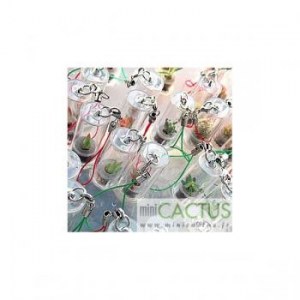 LOT DE 10 MINI PLANTES