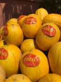 Melon jaune canaris Maroc