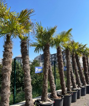 Lot de palmiers Trachycarpus wagnerianus