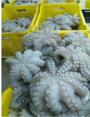 Vente à l'exportation des poissons frais congeles et seafoods