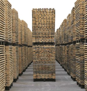 Merrains en chêne vert européen à grain fin !