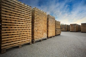 Merrains en chêne vert européen à grain fin !