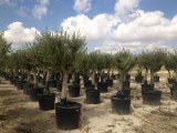 Destockage 2000 oliviers / 1000 palmiers B2B