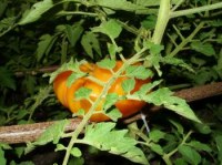 Graines de Tomate ananas »Lycopersicum esculentum »