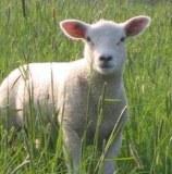 Vend agneaux halal defiant concurence