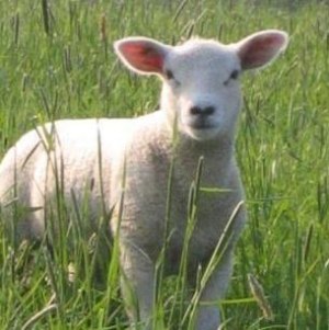 Vend agneaux halal defiant concurence