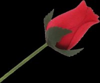 LOT DE 800 ROSES EN BOIS