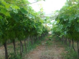 Raisin supèrieur sans pépin