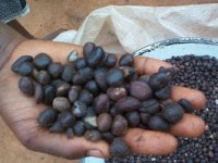 Vente d'huiles d'amande et amande