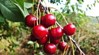 Andros - confiture allégée à la cerise