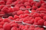 Andros - sport barre énergie de fruits rouges