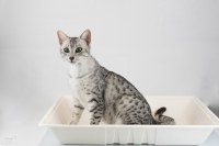 Corbeille en bambou bio avec coussin pour chat