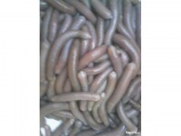 Appât vivant (bibi, concombre de mer )