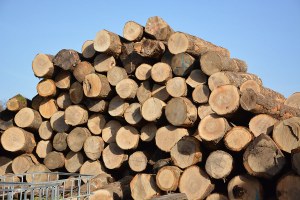Vente Bois de chauffage