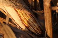 Bonduelle maïs 340g – Offre Grossiste en Palettes