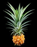 Bonne maman - confiture d'ananas et passion intense