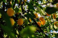 Bonne maman - confiture de mirabelles