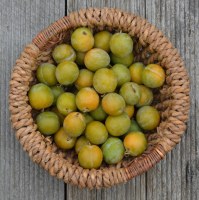 Bonne maman - confiture reines-claudes