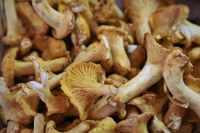 Borde - girolles au naturel