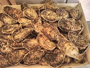 Huîtres de Bouzigues