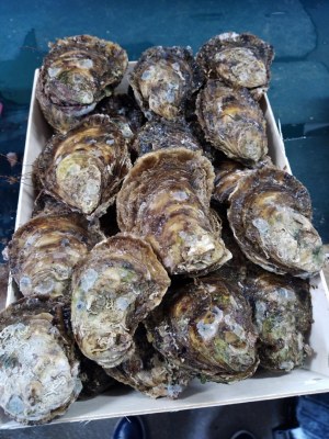 Huîtres de Bouzigues