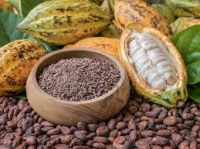 Grossiste Cacao