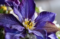 Lot fleur de clématite artificielle