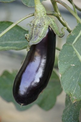 Cassegrain - aubergines cuisinées à la provençale et huile d'olive