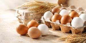 Fournisseur d’œufs de consommation européens