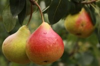 Confipote - confiture à la poire