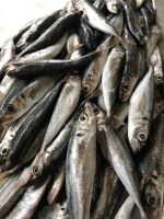 Connetable - sardines à l'huile d'olive vierge