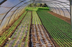 D'aucy - endives tendres et fondantes