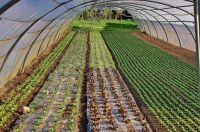 D'aucy - endives tendres et fondantes