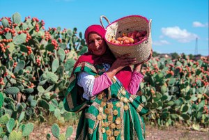 Huile de figue de barbarie