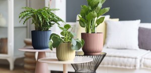 Destockage - Lot de cache-pots Elho neufs - Prix attractifs