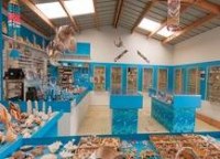 IMPORTANT STOCK COQUILLAGES - DECORATION - LOISIRS CREATIFS