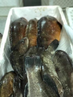 Vente à l'exportation des poissons frais congeles et seafoods