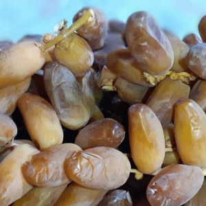 Vente en gros de dattes deglete nour