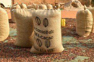 Cacao grade export origine côte d'ivoire disponible chez GTSCO general trading and serv...