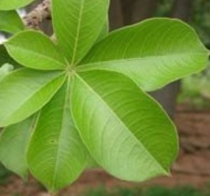 Moringa, baobab et hibiscus