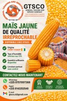 Maïs jaune faible taux d'humidité origine ivory coast