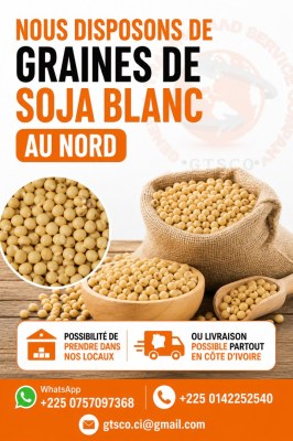 Soja blanc disponible chez GTSCO general trading and service company