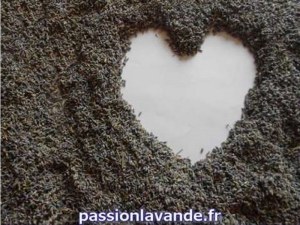 Fleurs de lavandin en vrac de Provence Marage
