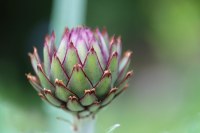 Geant vert - coeurs d'artichauts sans conservateur