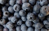 Gerble - confiture de myrtilles sans sucres ajoutés