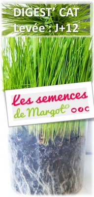 Lot de 50 sachets de semences biologiques - Herbe à chat