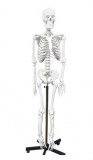 Destockage squelette anatomique 50eur !