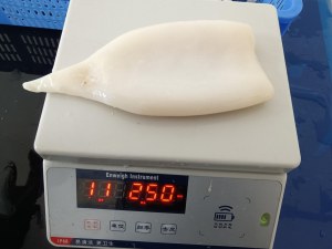 Tube de Calamar congelé destination Europe