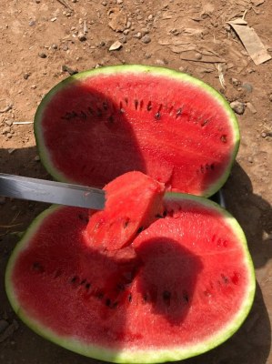 Pastèque Maroc