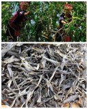 Producteur grossiste pu-erh vieil arbre à thé nouvelle récolte printemps 2018 en vrac